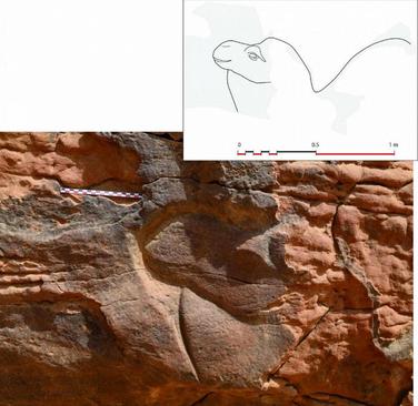 باستان‌شناسان در بیابان‌های مرکزی عربستان سعودی حکاکی‌هایی با نقش شتر در اندازه واقعی کشف کردند.
