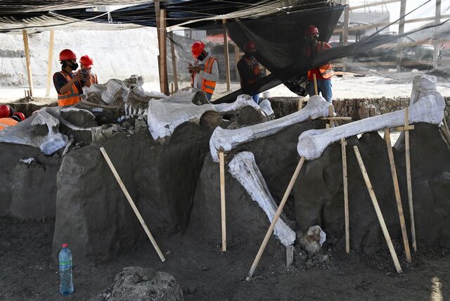 اسکلت‌ ماموت‌های کشف‌شده در مکزیک